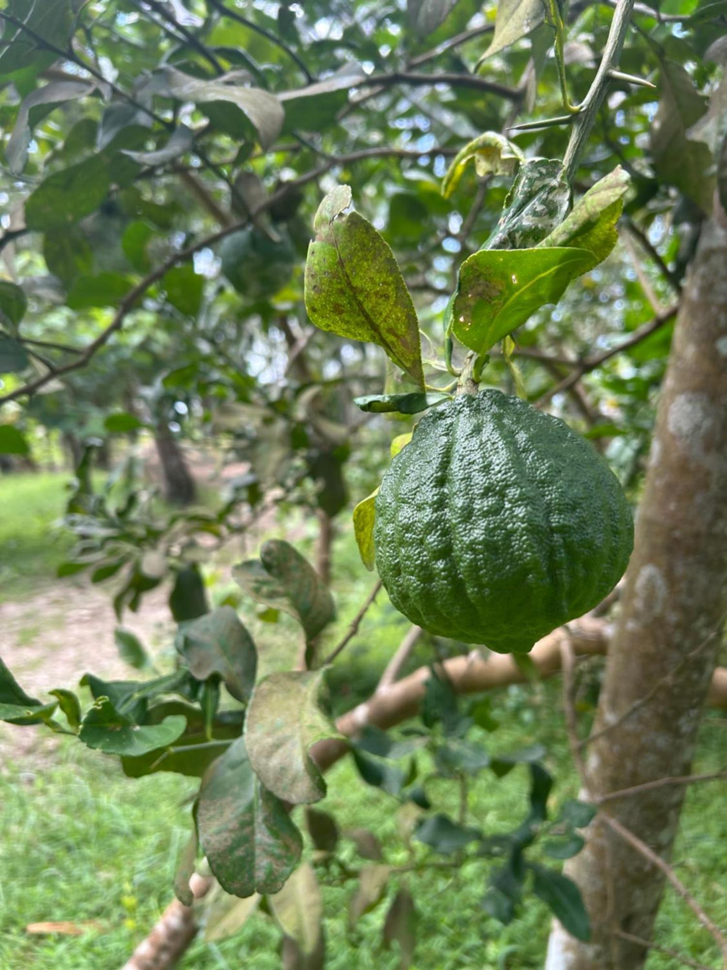 Gramam Homestay, Cochin Kochi Exteriér fotografie